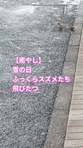 🐦‍⬛【発見！】雪の日、絶滅危惧ともいわれるスズメが道にたむろってたんだが… #shorts #福良雀 #ふくらスズメ