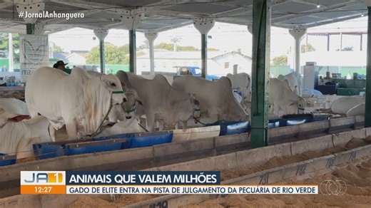 Gado de elite entra na pista de julgamento da Pecuária de Rio Verde