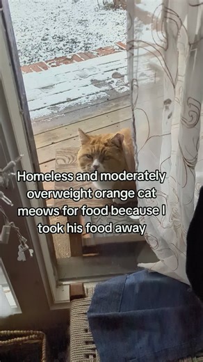 Overweight Orange Cat Meows for Food
