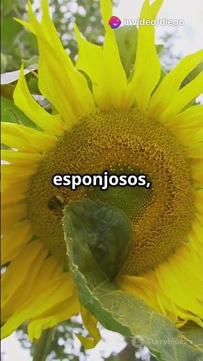 ¡Descubre el Mundo de los Girasoles! #botánica #jardinería