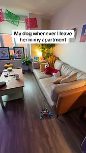 Doodlebug doesn’t like to be left alone #dogs #apartment #meme #sad #city | MisterMainer