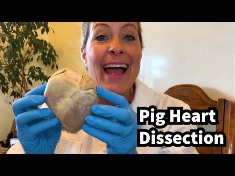 317 - What does a pig’s heart look like on the inside?