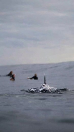 101K views · 678 reactions | SHARK HUNTS BEACHGOERS!  Giant Great...