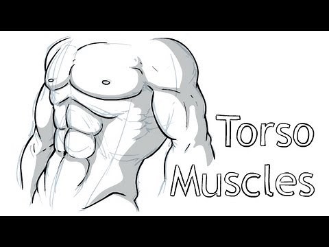 How to draw Torso Anatomy