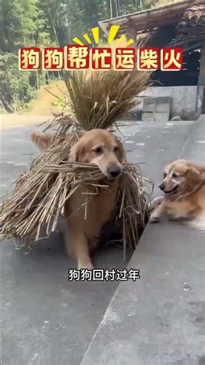 Home for the Spring Festival: Unveiling the Little Helper's Secrets