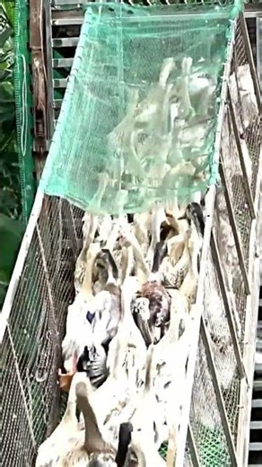 Amazing Duck Farm | Process of Producing Ducks For Eggs and Meat #wildlife #animals #shorts #cute