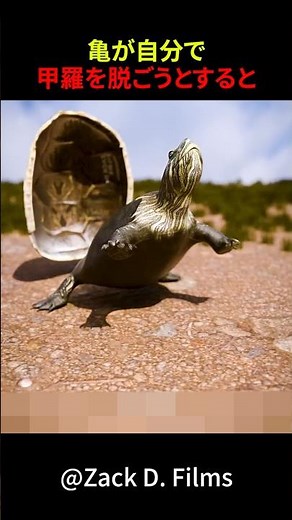 When a turtle tries to remove its shell by itself #shorts