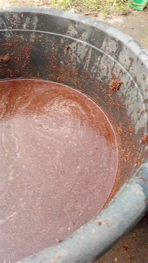 What do you do before using cocopeat to plant your seeds? Buffer? Wash? I explained a few steps in this video | Farmer Adeoye