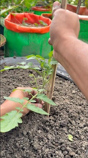 Tomato planting in a used tire by using laying method #tomato #roomtogrow #shorts #garden #farming