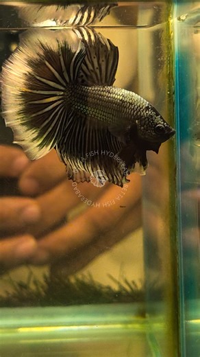 Betta Fish Hyderabad || BETTA FISH || Aquatic Pet Store on Instagram: "Copper OHM Butterfly Siamese Betta Rosetail Breeding Pair!!! 🤍🩶🤍🩶🤍🩶🤍🤍🖤🖤🤍🤍🖤🖤🤍🩶🖤🩶🩶🖤🩶🩶🖤🩶 . . . #bettathailand #bettafancy #bettaindonesia #bettafish #bettaworld #bettacommunity #bettausa #insta #instagramreels #instalove #instadaily #instalike #instagood #explorepage #trending #viral #photooftheday #india #hyderabad #telugu #arabic"