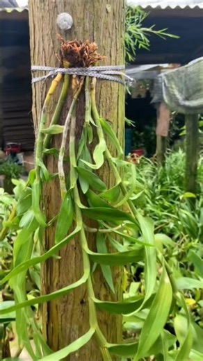 Great tips!! Learning about growing dendrobium orchid plants #short 🌵🌵🌵🌲