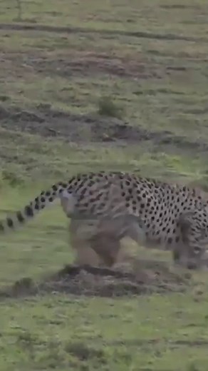 11K views · 591 reactions | Cheetah Dominance Dispute If you want to see more, download the brand-new WildEarth App. 12hrs of fresh LIVE content daily, behind-the-scenes channel, waterhole channels and epic animal encounters. wildearth.tv/app/ #wildearth #samsung #ios #android #roku #appletv #amazon #LG #wildlife #animallovers #xyzbca #tiktoksouthafrica | Wildearth | Facebook