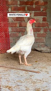 White breeding female #aseel #asil #gamefowl | Sohan Aseel