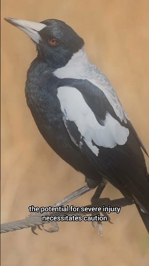 Australian Magpie Swooping: A Balancing Act Between Beauty and Danger