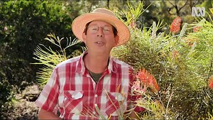 Hot Grevilleas - Gardening Australia
