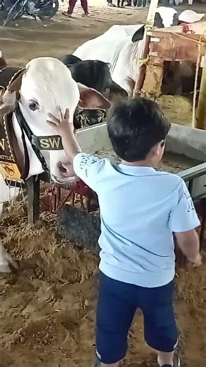 #kids #love #cow #cattle #eiduladha2026 #farm #youtubeshorts #ytshorts #2026