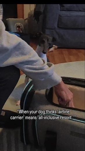 Preparing Your Dog for Air Travel Tips