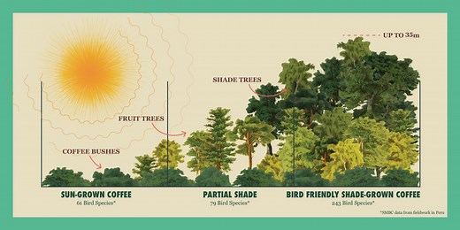 About Bird Friendly Coffee