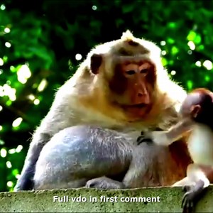 117K views · 2K reactions | The mother monkey cried loudly and tried to save her baby from the cruel and heartless big monkey! 沈 Check full vdo in first comment | Hello Monkey | Facebook