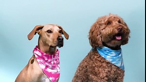 100% Compostable Dog Poop Bags | Certified Plant-Based Biodegradable Poop Bags | Large Doggy Poop Bags | Unscented Dog Waste Bags | Thick Doggie Poop Bags Refill | 120 Count-10 Rolls | Earth Friendly