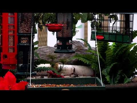 Non-Stop Birds 24/7 – Watch and Listen to Nature Anytime! CatTV Dog TV