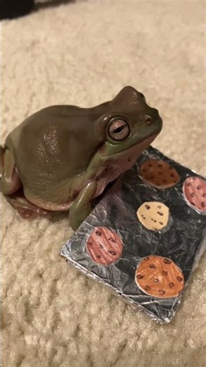 Frog Made Cookies 🍪