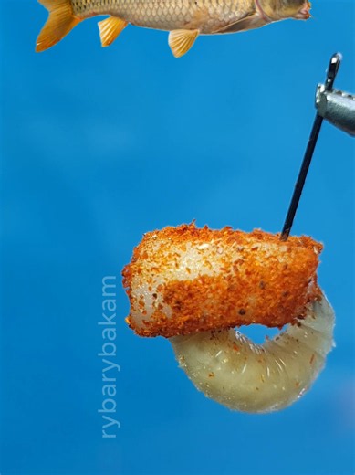 Secret carp bait! Pork fat with paprika giant maggot! 🥓🌶️🐛 #карп #carpfishingtips