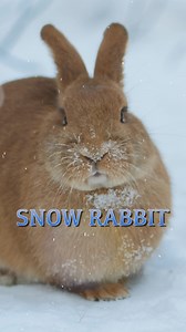 30 reactions | **Snow Rabbit** My latest online tutorial. Paint a fabulous white rabbit with me and bring good luck into your home. No sketch painting Full details on how to become a member of my online art school can be found on this web site www.watercolourinspiration.com #jeanhainesonlineartschool #watercolour #watercolor #art #create . #wildlife #rabbit | Jean Haines Watercolours | Facebook