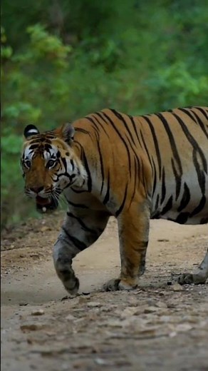 Close-Up of a Wild Male Tiger Walking on a Road | Wildlife Moments