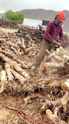 Chainsaw Firewood process