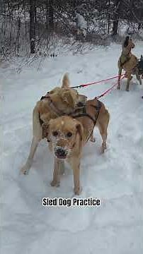 Boys Rule, Girls Drool