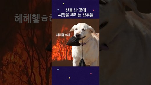 댕댕이가 세상을 구한다!