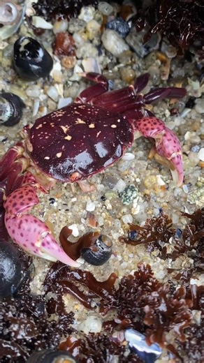 Added this one to my collection 🤓 #NewAddition #CollectionGoals #CollectorLife #MustHave #fblifestyle | Marine biology