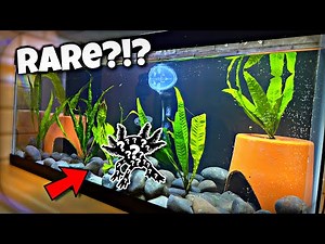 Rare Axolotl Aquarium Setup?!?!