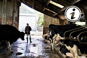 8 Things You Should Know About Dairy Farming