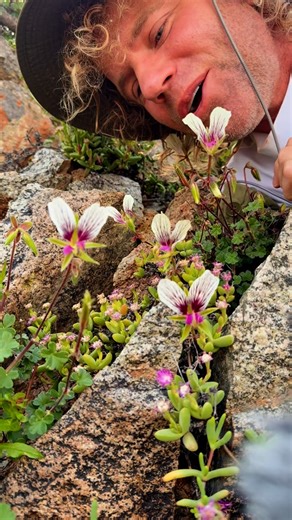 Leon Kluge on Instagram: "Pelargonium praemorsum subsp. speciosum is one of Southern Africa’s most spectacular Pelargonium species, growing close to the Namib desert high on the Richtersveld mountains, it produces the most spectacular flowers, the petals are covers in dark lines that act as landing strip indicators to the pollinating insect visiting the flower to drink nectar. #leonkluge #flowers #flower #southafrica #plants #capetown #flowerstagram #garden #hiking #natureza #nature #pelargonium