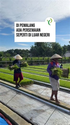 Ponco Tani Official on Instagram: "Di Pemalang Ada Persemaian Padi Seperti di Luar Negeri🌾✨ Di Pemalang ada hamparan bibit padi semai kering yang rapi dan luasnya sejauh mata memandang, tepatnya di Ponco Tani. Suasananya sudah seperti perkebunan modern di luar negeri!🥰Selain kami siapkan bibit untuk kebutuhan sendiri, lahan persemaian kami sangat luas dan siap menampung pesanan bibit untuk puluhan hektar lahan Anda🌱 🚜Mau coba langsung sensasi nanam padi pakai alat tanam padi minimalis kami?