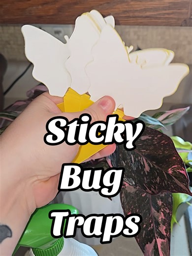 Sticky Bug Traps for Effective Fungus Gnat Control