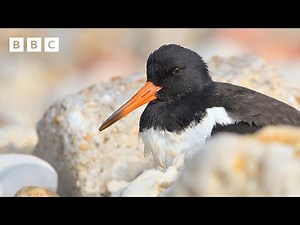 🔴 LIVE wildlife cameras 🦅 8 June 🌺 BBC Springwatch 2025