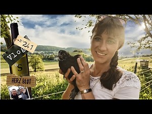Hilfe!!! Der Fuchs frisst unsere Hühner!!! | mit Herzblut zum Wein Vlog #241