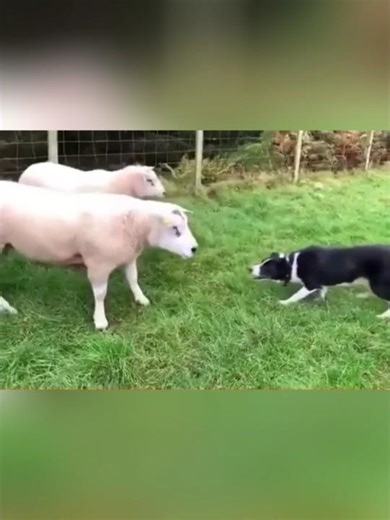 The calm and control of a sheepdog with two aggressive sheep #dog #sheep #animals #fyp #viral #farm