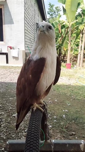 Brahmini Kite Sounds in Kayak Adventure