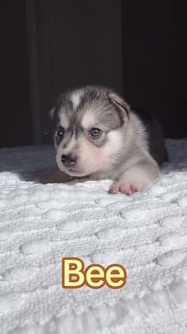 Revealing the new names of my sweet husky puppies
