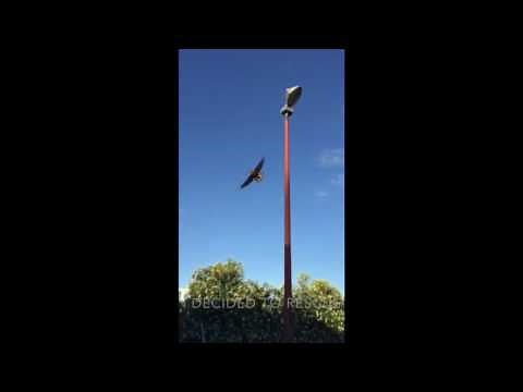 INTENSE Kitten Rescued From Hawk Attack!