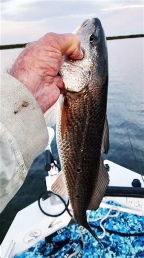 Florida Winter Time Fishing #4k #florida #saltstrong #saltlife #saltlife #flatsfishing #redfish