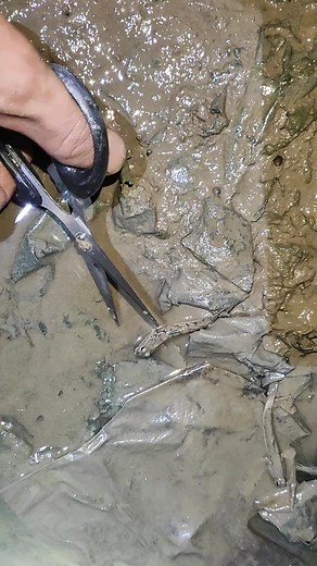 Amazing man cutting little fish by a scissor #seafish #encylofish #arapaimafish #arowanafish #ikanarwana #ikanguppy #marinefish #fishlovers #ikankoi #pleco #coastaltrawler #clownfish #aquariumtank #guppyfish #fisherboats #seafishing #guppy #koifish #marineaquarium #freshwaterfish #giantfish #chalutier #ikanhias #koi #ikancupang #aquariumlife #cupang #woodboats #fishbras #girlsfishinglovers | Coconut Termal