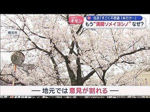 “不思議なソメイヨシノ”発見 3連休で行ける満開スポットは？【スーパーJチャンネル】(2026年3月20日)