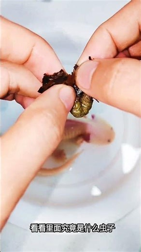 中国蝾螈对决烟蒂虫：未知的战斗