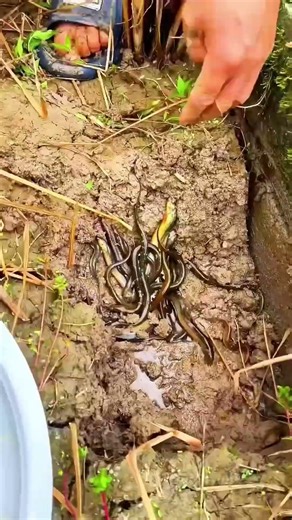 Loach Farming Secrets In Rice Fields 🌾 #shorts #farming #aquaculture #agriculture