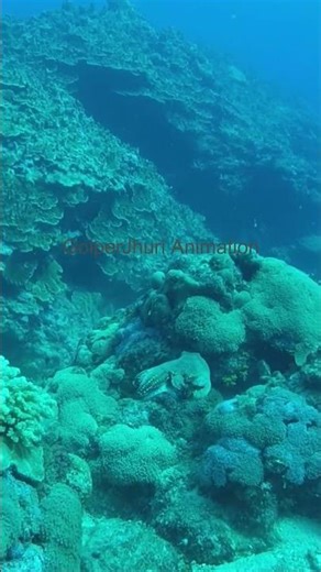 I Tried Watching OCTOPUS Videos for 30 Days - My Surprising Experience